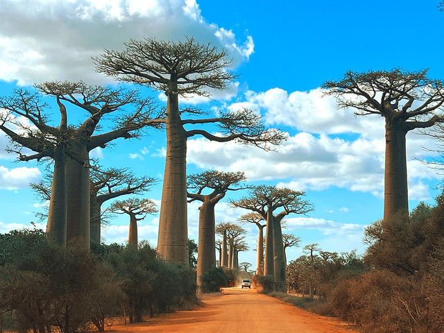 ماداگاسکار
